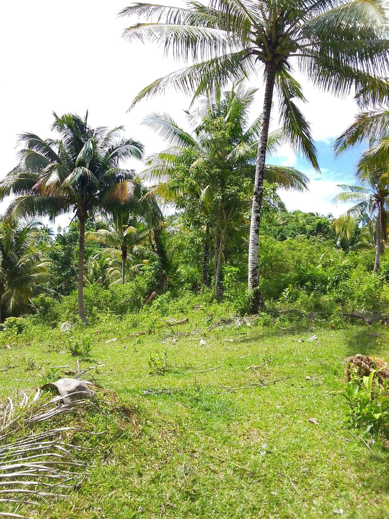 Yohanzville Tubigon Phase 2